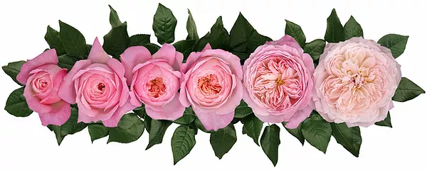 Английские розы Дэвида Остина сорт Констанс