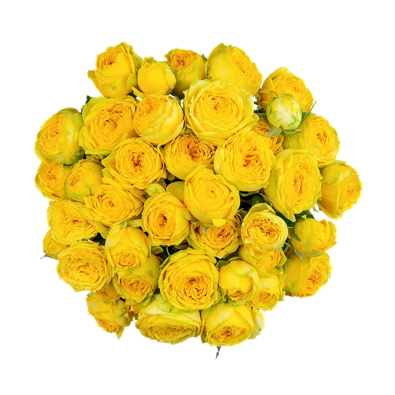 Букет из 17 жёлтых кустовых пионовидных роз Луна Трендсеттер (01701)