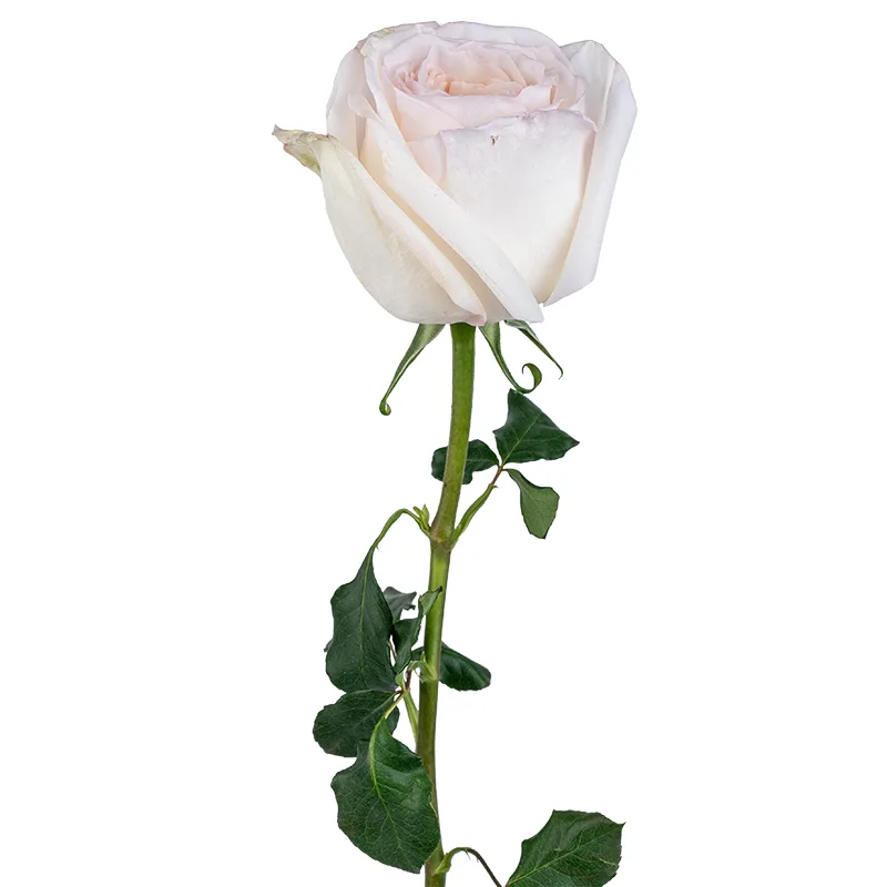 Роза ароматная садовая белая Вайт О’Хара 60 см (00002)