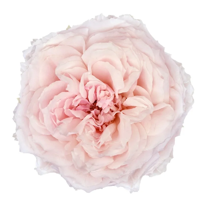 Роза садовая нежно-розовая Цумуги