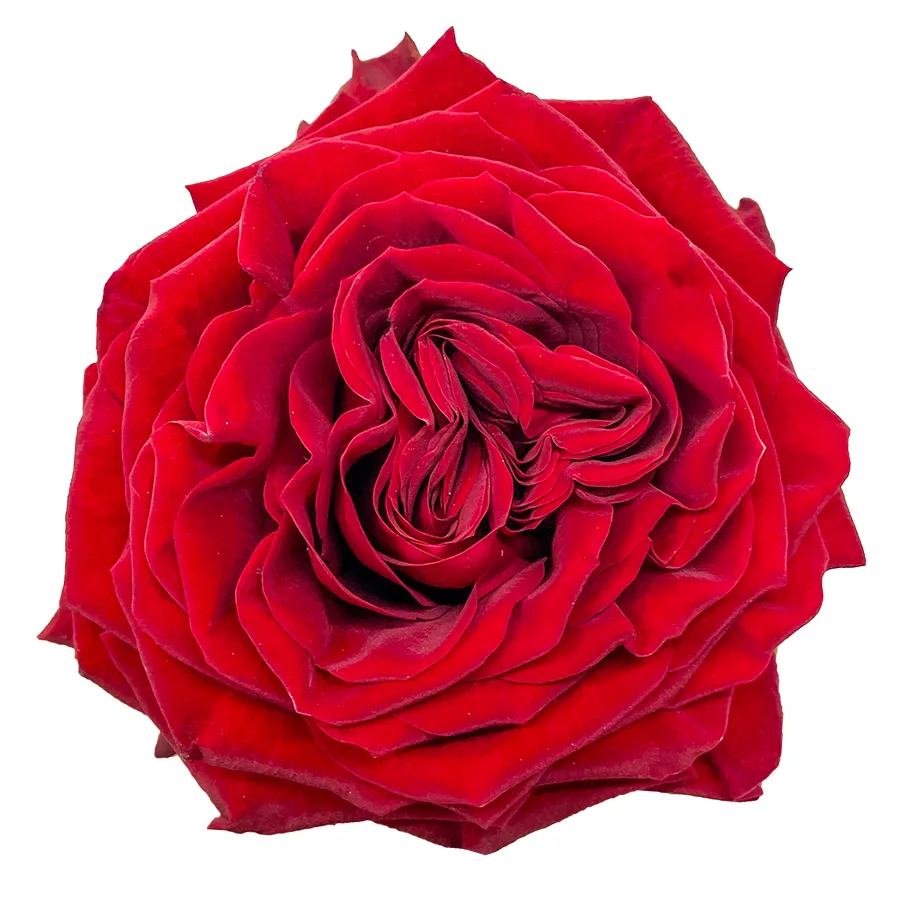 Роза садовая красная Майра Ред