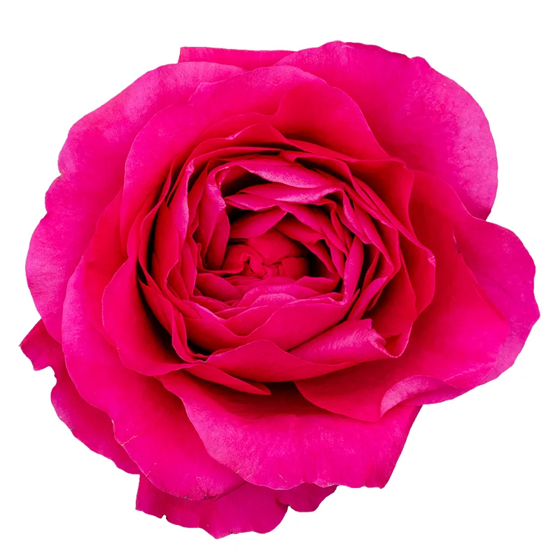 Роза садовая малиновая Дэвида Остина Капабилити (00231)