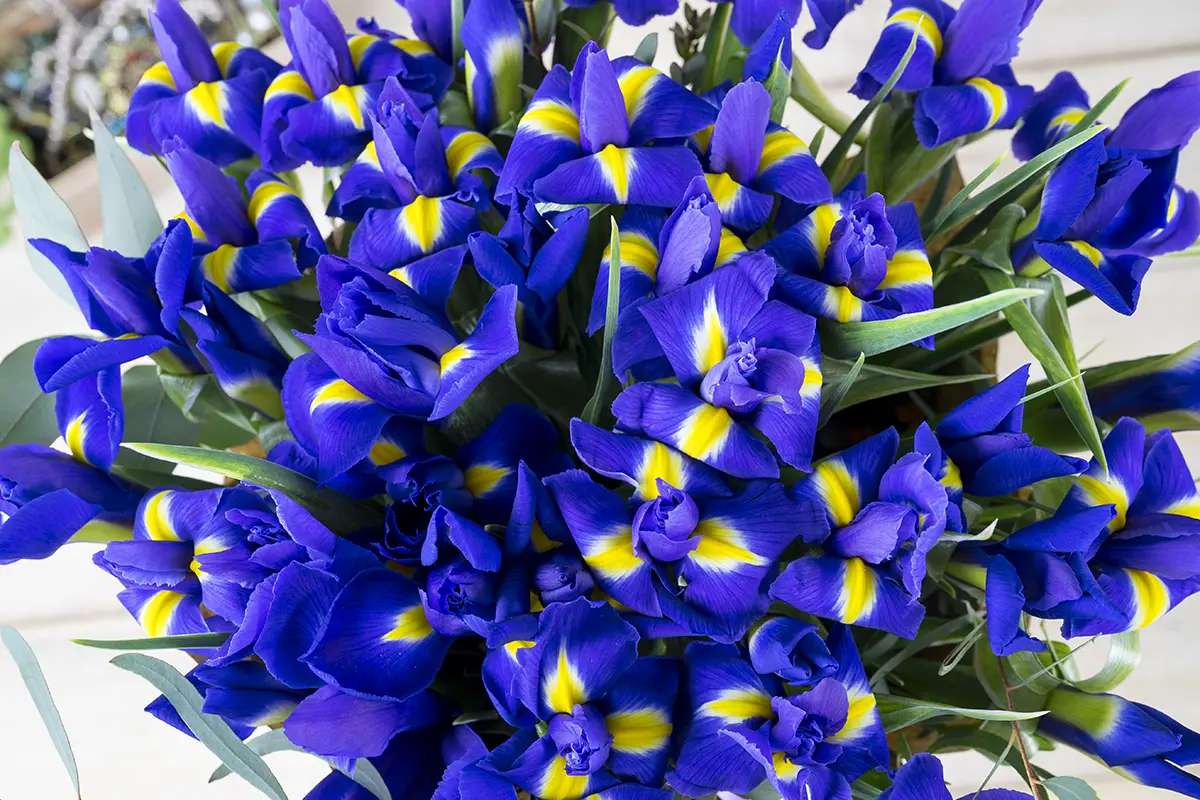 Букет из 35 фиолетово-синих ирисов Блю Мэйджик (00745)