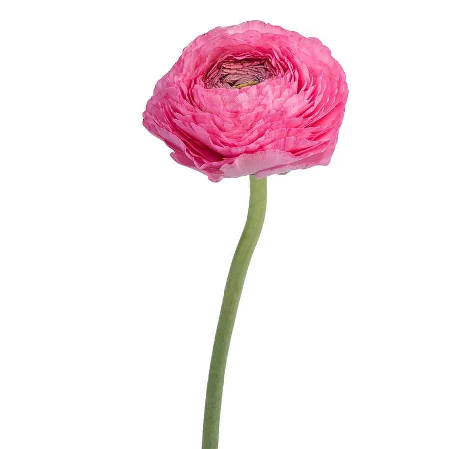 Ранункулюс ярко-розовый Азур Роуз (03156)