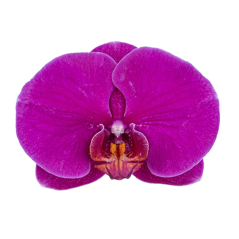 Орхидея Фаленопсис малиново-красная (00444)