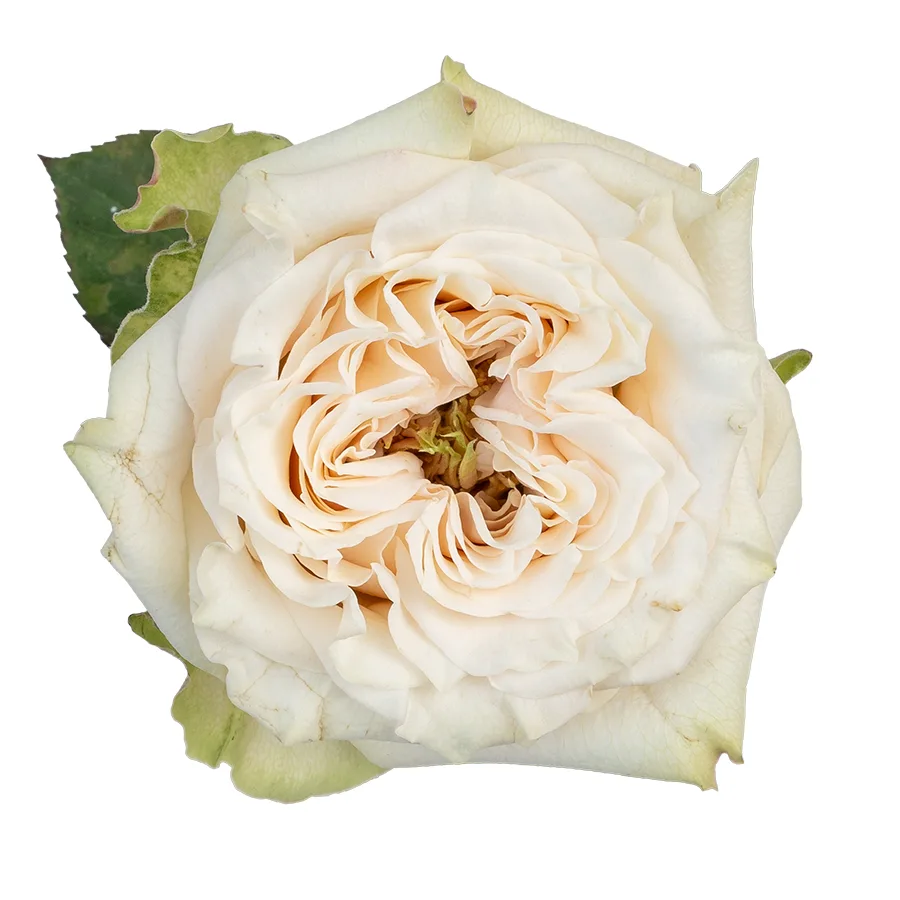 Роза садовая белая Кантри Секрет
