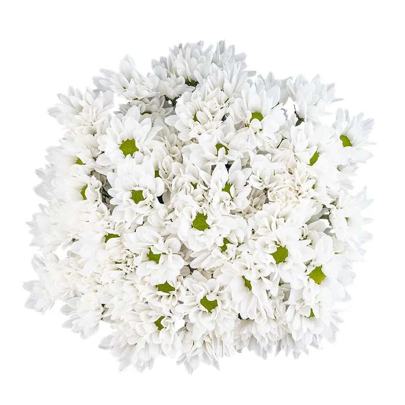 Букет из 11 белых кустовых хризантем (01790)