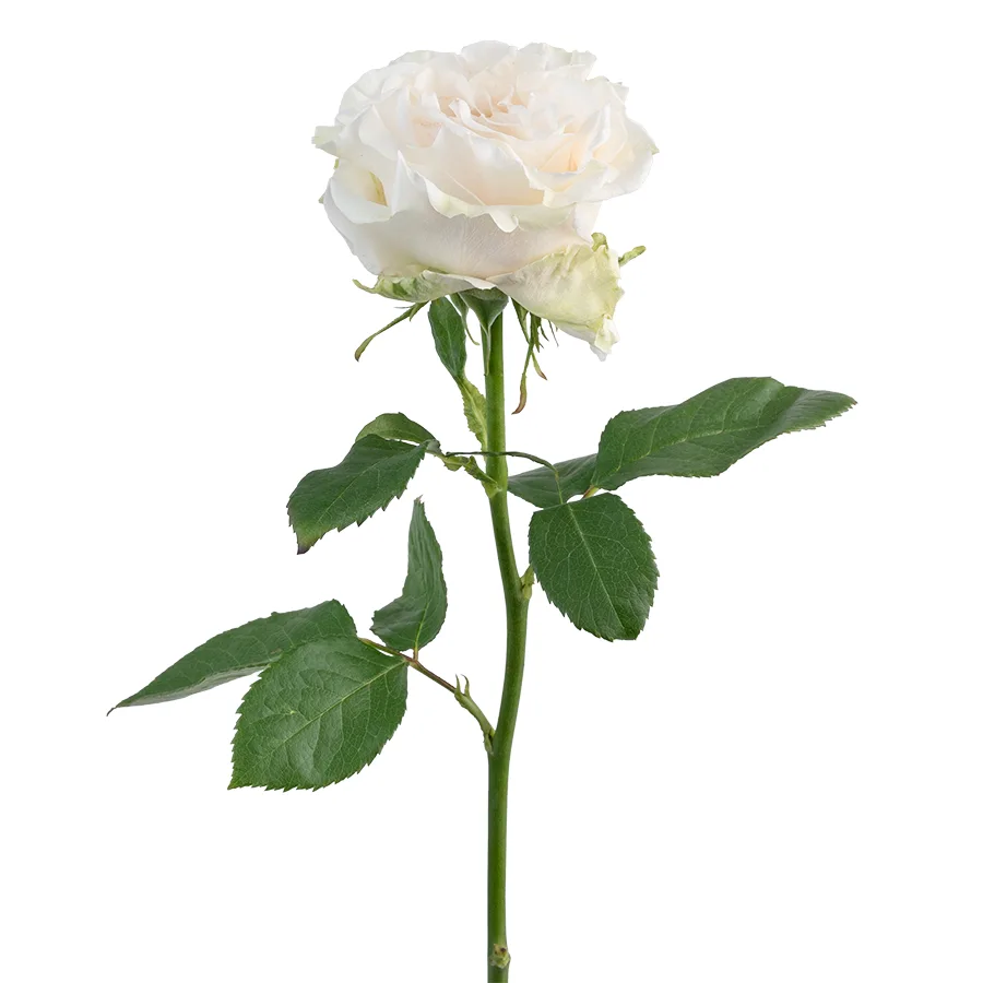 Роза садовая белая Коттон Экспрешн 60 см (03148)