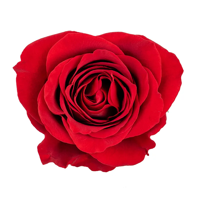 Роза красная Фридом 70 см (00003)