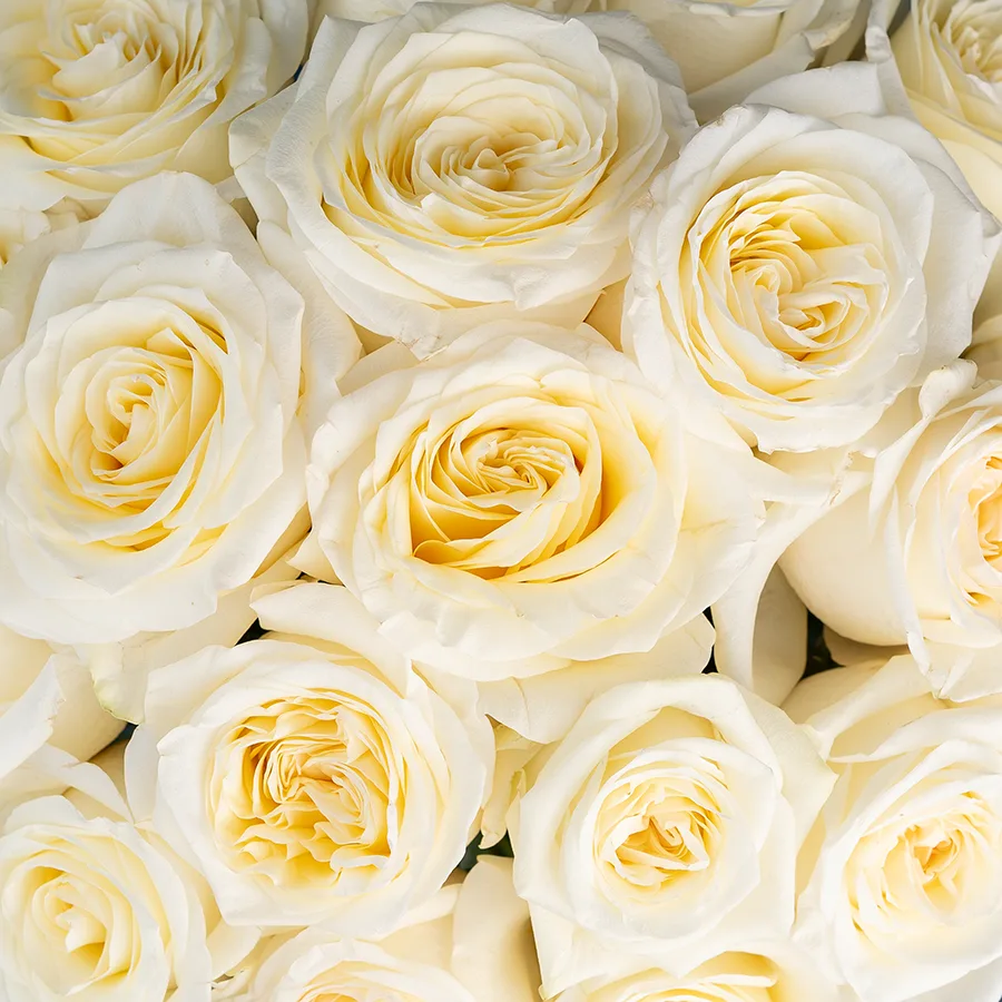 Букет из 19 бело-кремовых пионовидных роз Кэндллайт (03161)