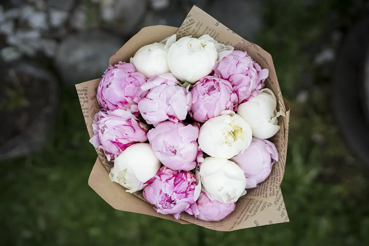 Букет из 15 розовых и белых пионов (01036)