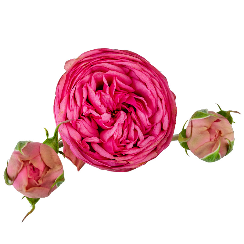 Роза кустовая розовая Пинк Пиано (00214)