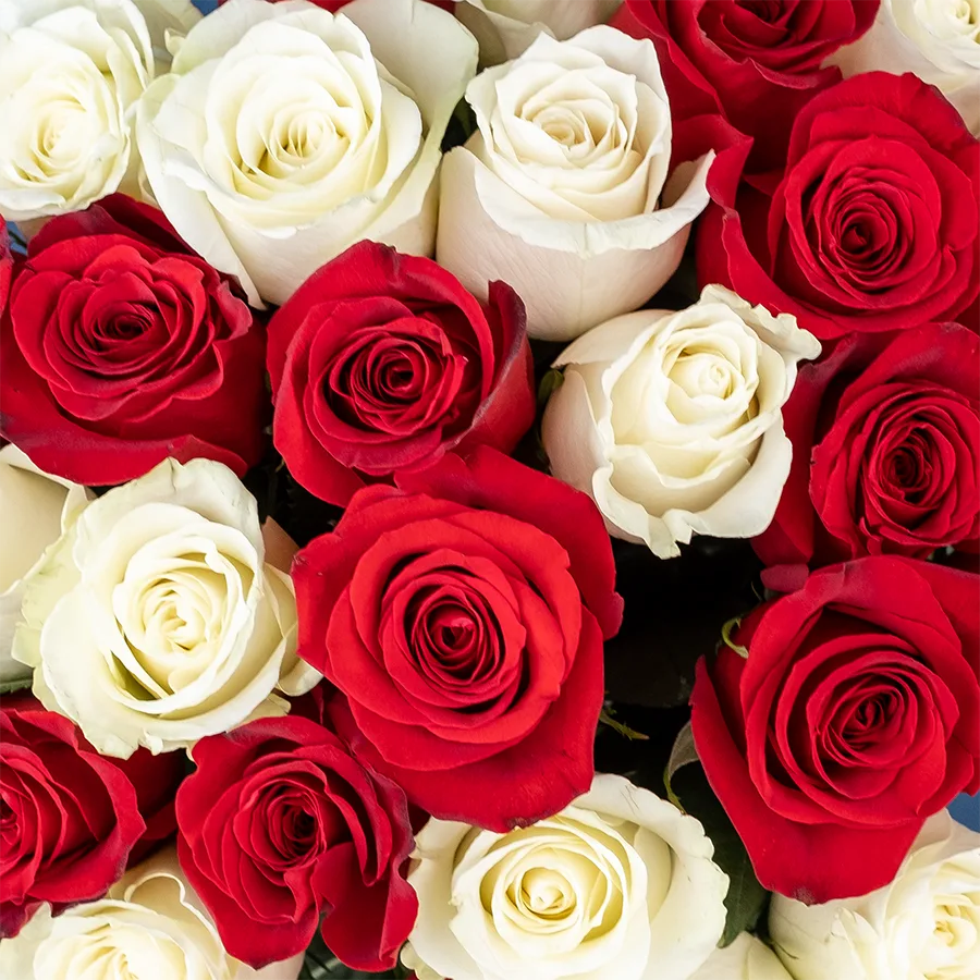 Букет из 29 красных и белых роз Фридом и Мондиаль (02213)