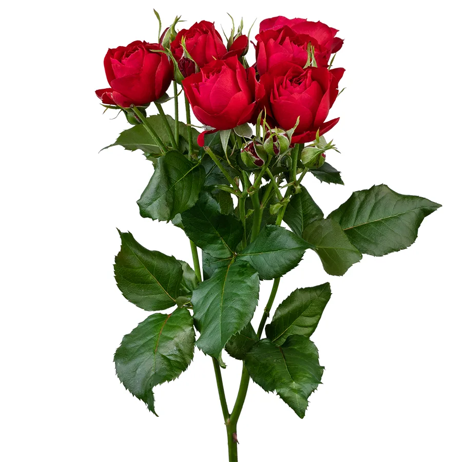Роза кустовая ярко-красная Скарлет Дименшн 50 см