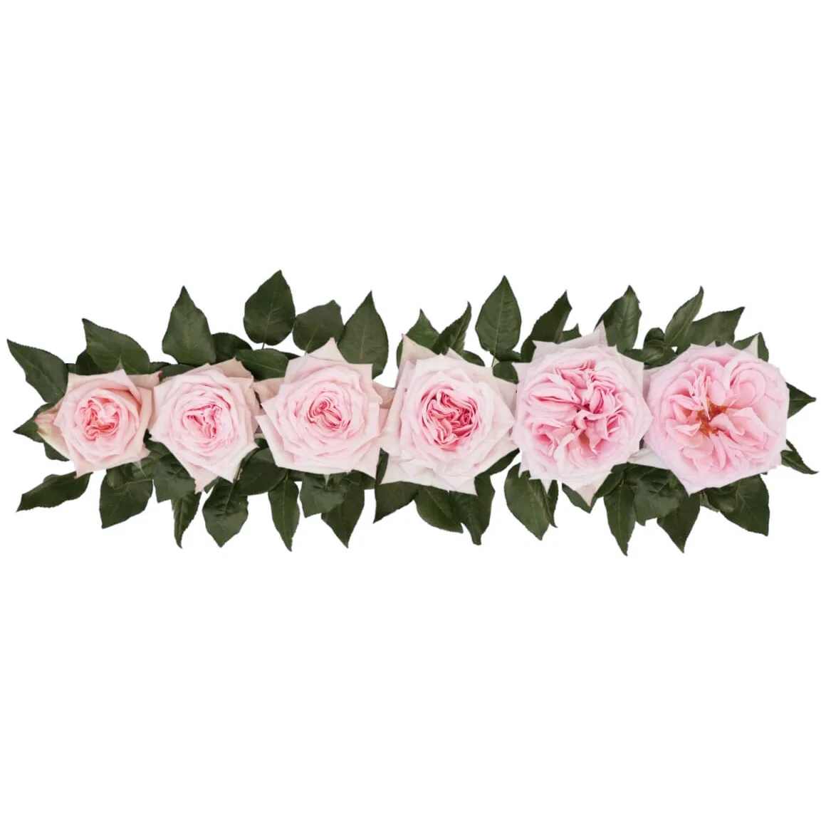 Роза ароматная садовая розовая Пинк О’Хара 60 см (00205)