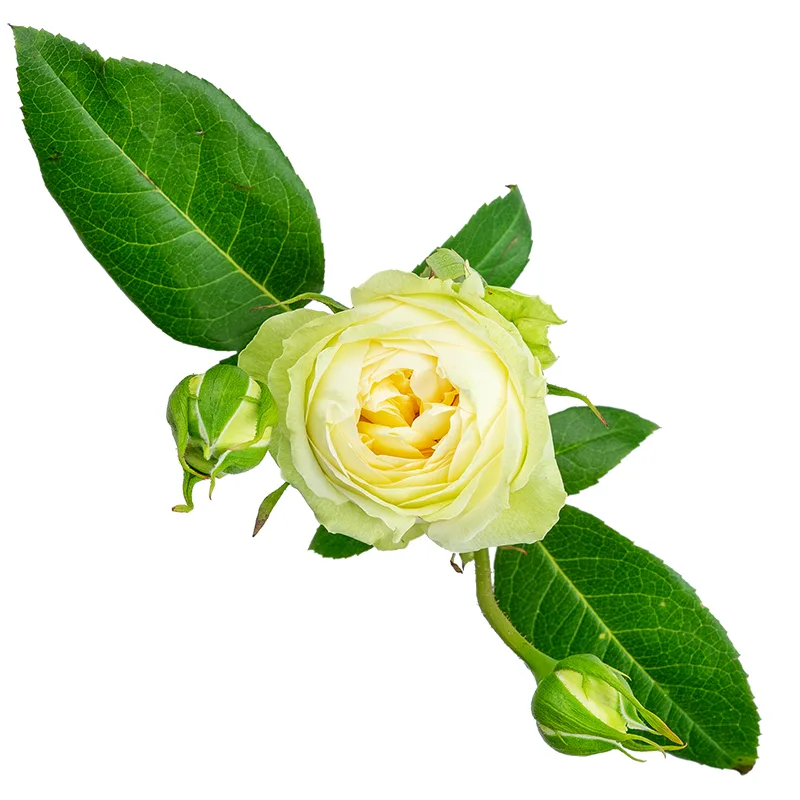 Роза кустовая кремово-белая Веддинг Пиано (00203)