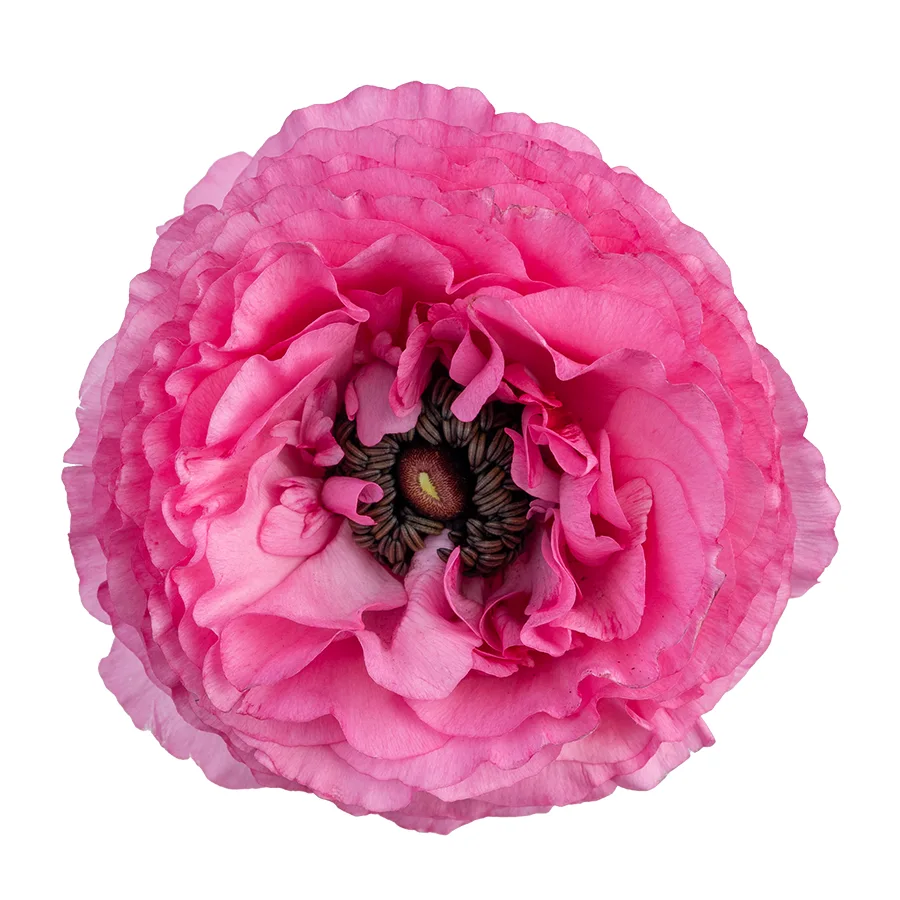 Ранункулюс ярко-розовый Азур Роуз (03156)