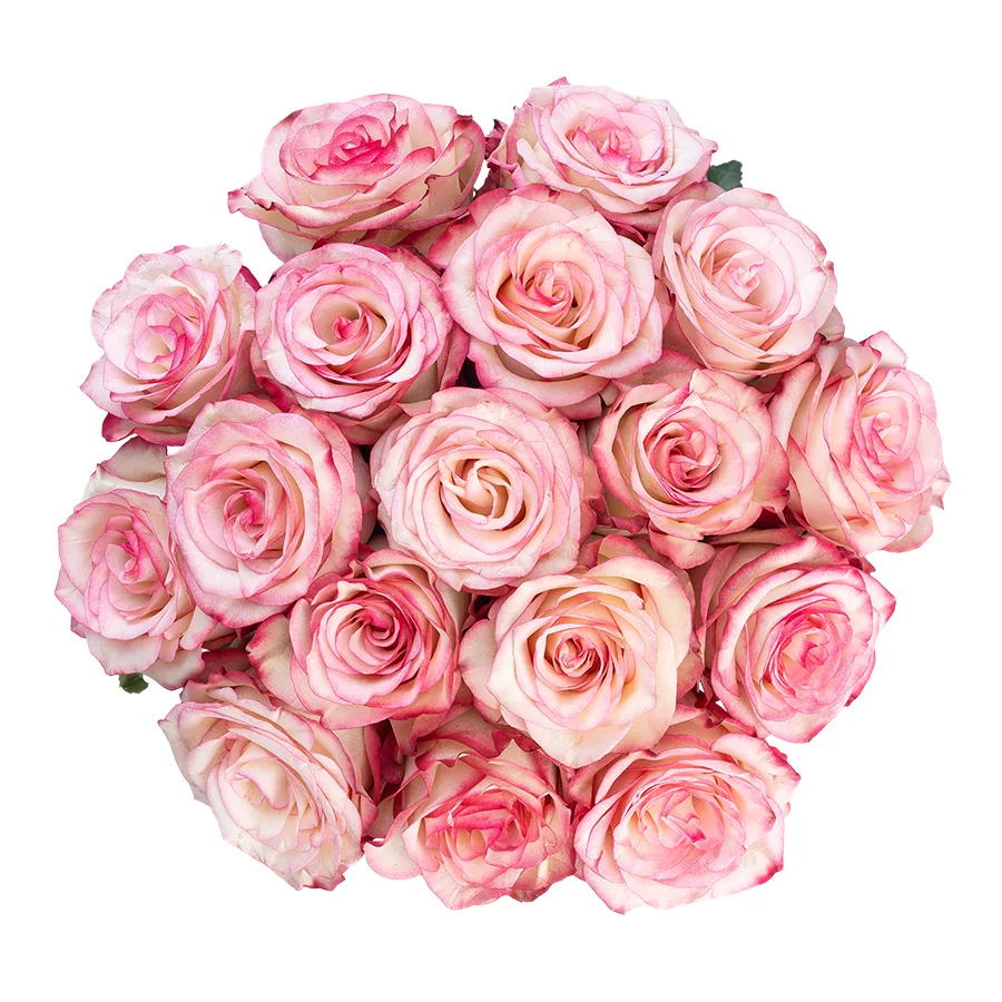Букет из 17 бело-розовых с малиновыми краями роз Палома (03101)