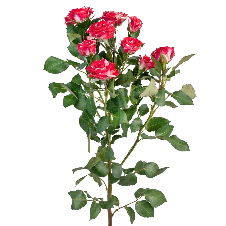 Роза кустовая красно-белая Файрворкс 60 см (03168)