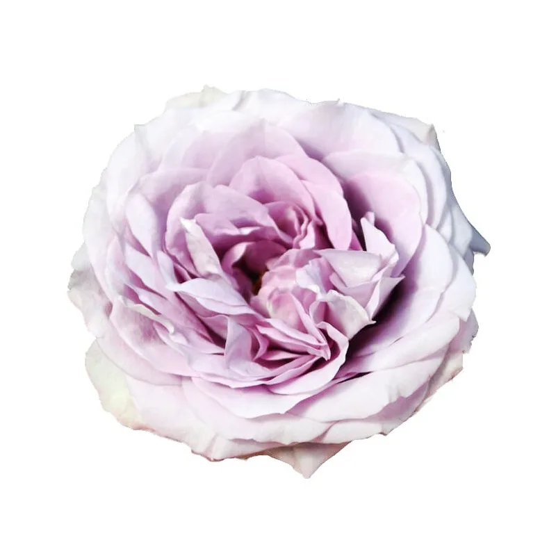 Роза садовая сиреневая Лавандер Букет