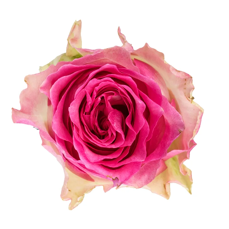 Роза бело-розовая Малибу 60 см