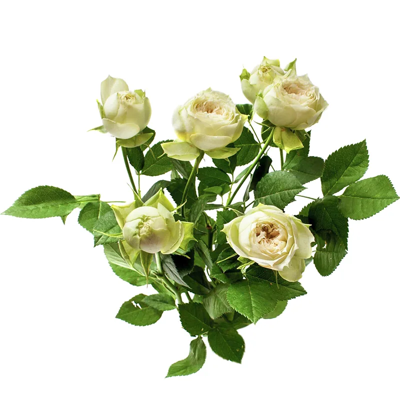 Роза кустовая белая Бланшетт (00201)