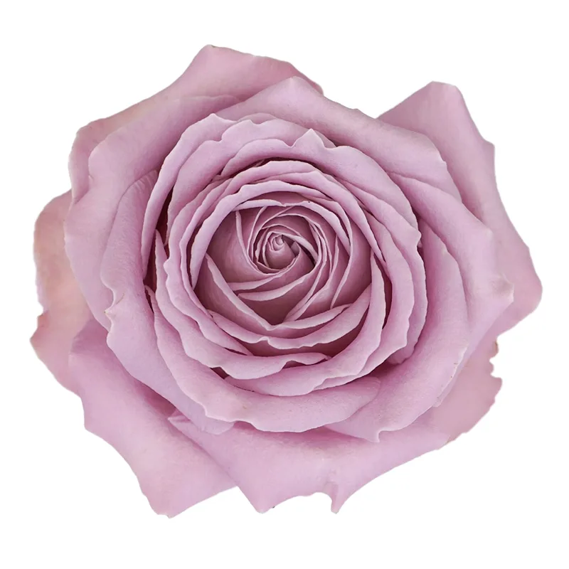 Роза садовая сиреневая Принцесса Каори
