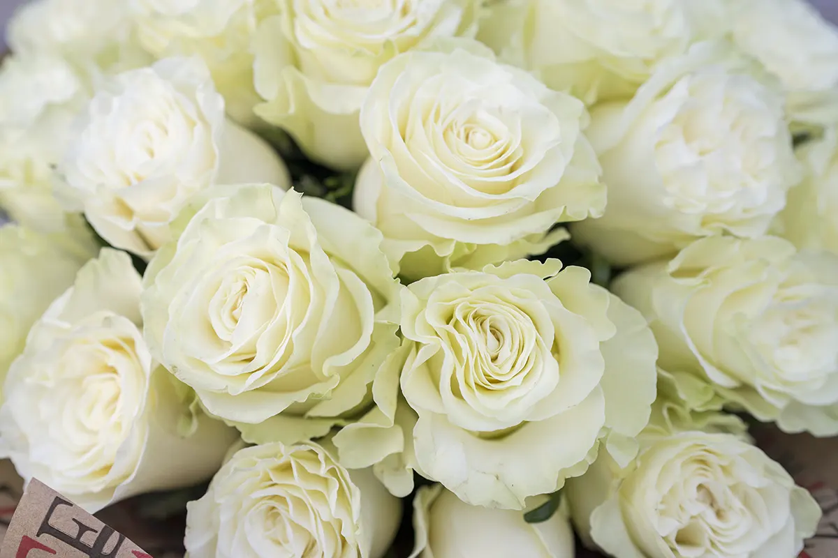 Букет из 25 белых роз Мондиаль в крафте (00170)