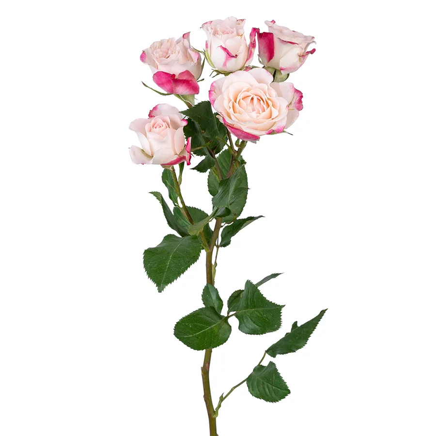 Роза кустовая кремовая с малиновыми краями Рефлекс 70 см (00977)