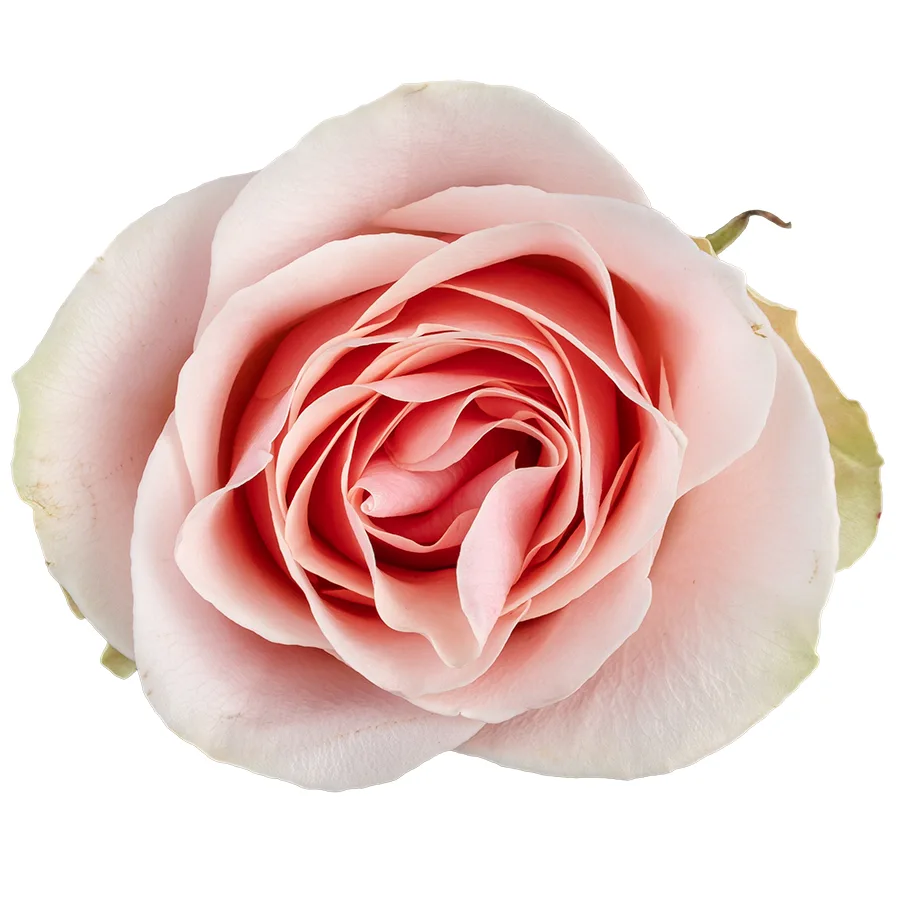 Роза светло-розовая Фрутетто 60 см
