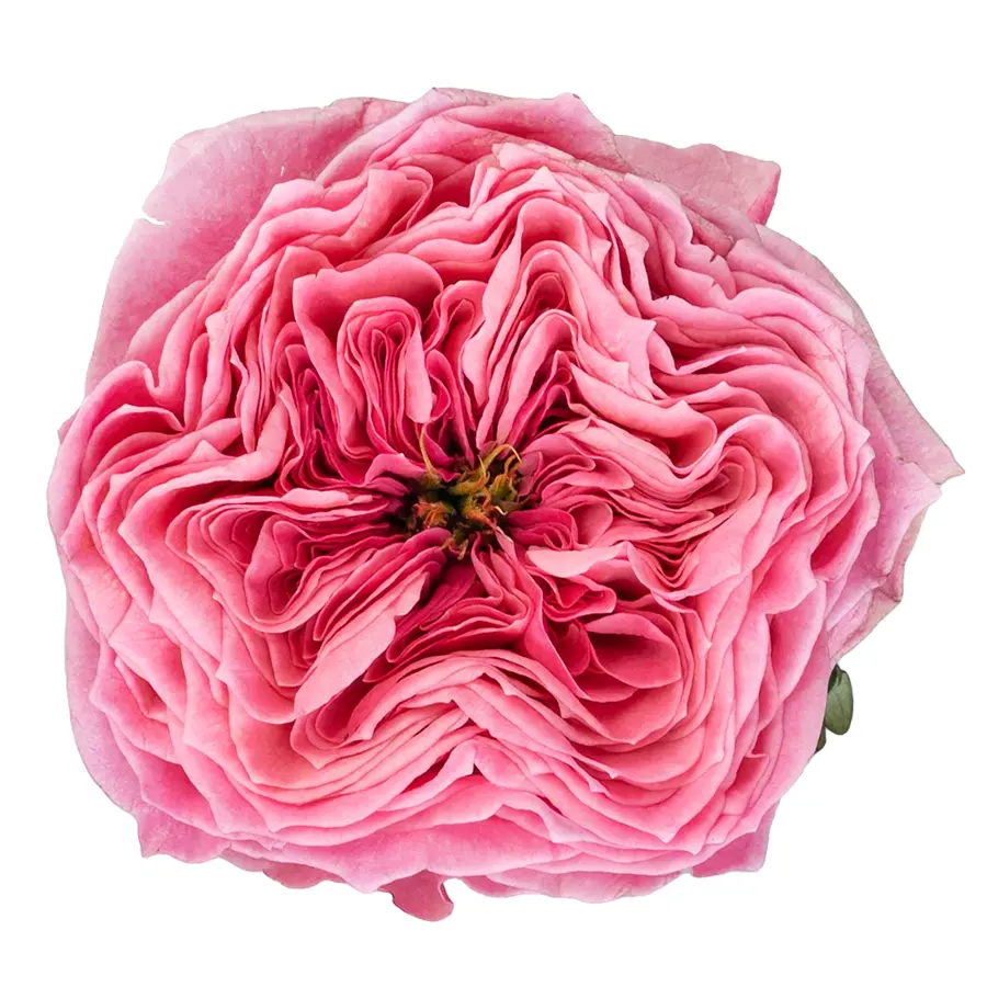 Роза пионовидная ярко-розовая Риджентс Парк (02683)