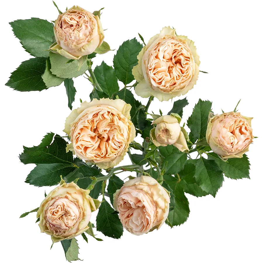 Роза кустовая персиковая Джентл Трендсеттер 60 см (00306)