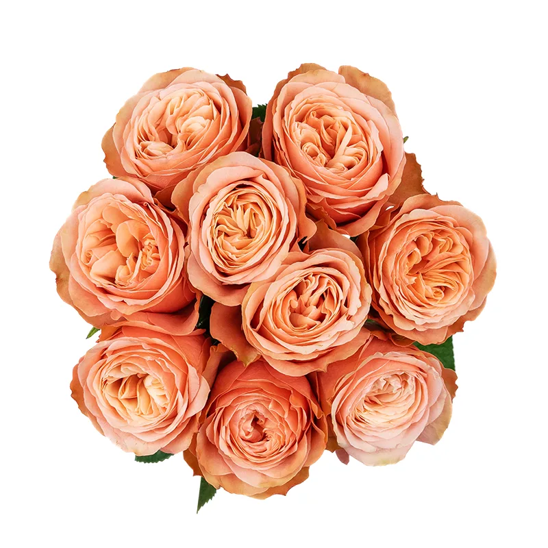 Букет из 9 персиковых пионовидных роз Кахала (01415)