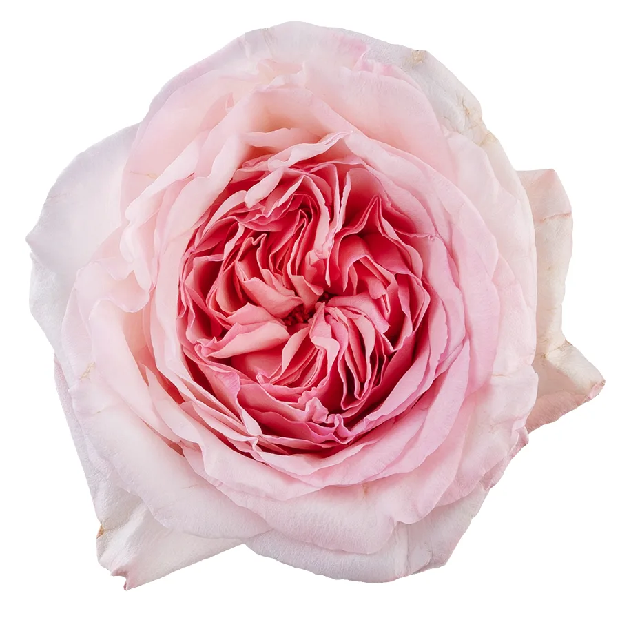 Роза ароматная садовая розовая Пинк О’Хара 60 см
