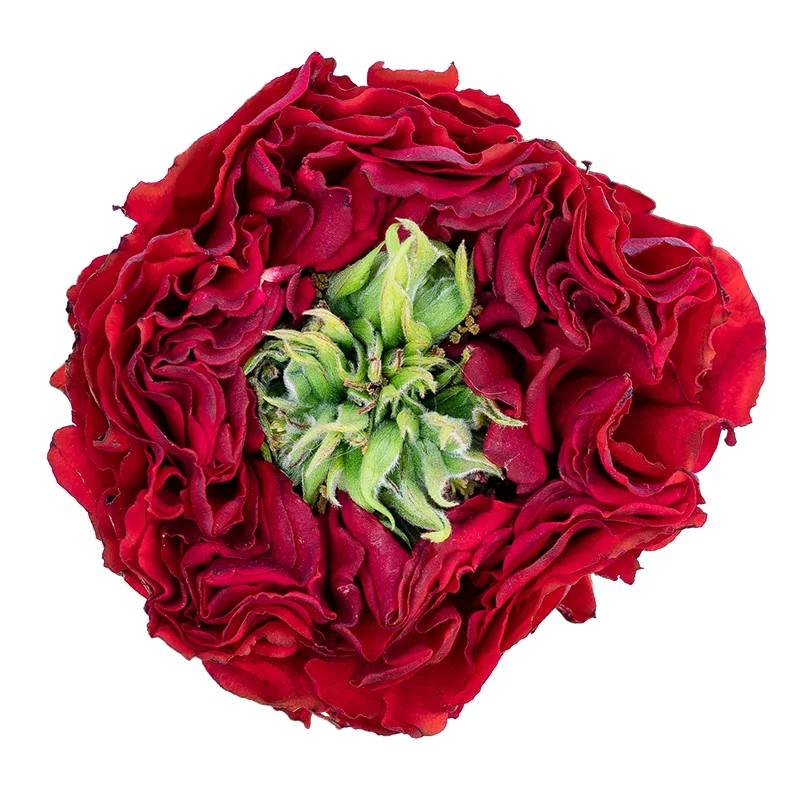 Роза пионовидная красная с зелёным Ред Ай 50 см (00067)