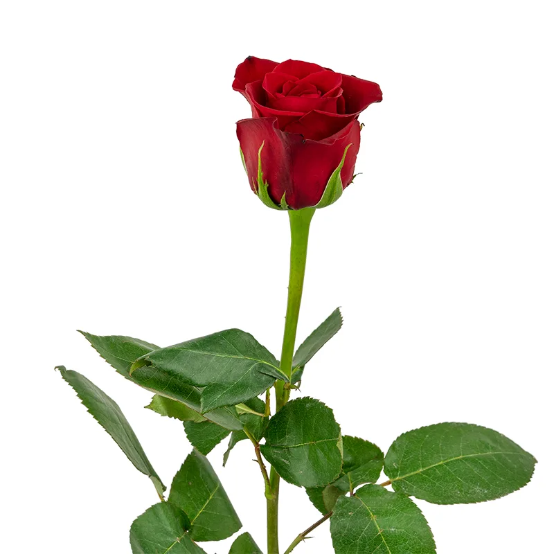 Роза красная Фридом 70 см (00003)