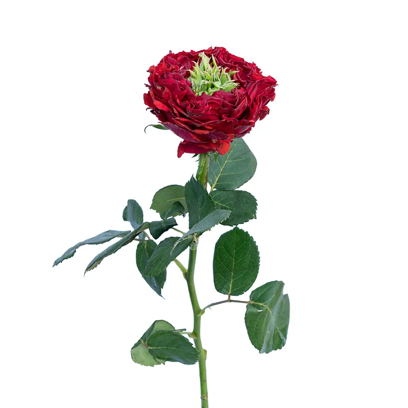 Роза пионовидная красная с зелёным Ред Ай 50 см (00067)
