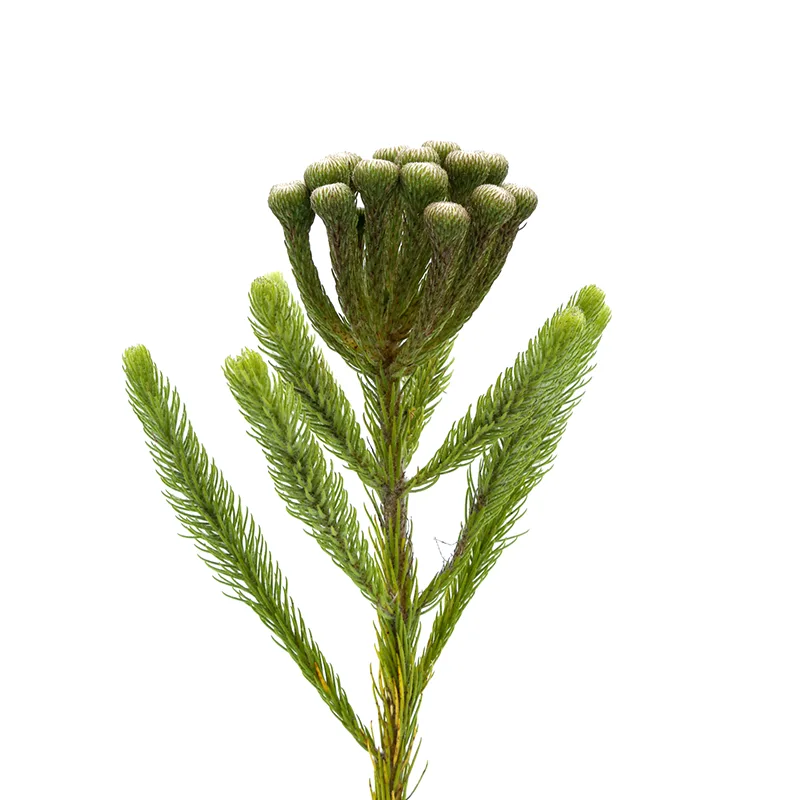 Бруния зелёная Альбифлора 50 см (00359)