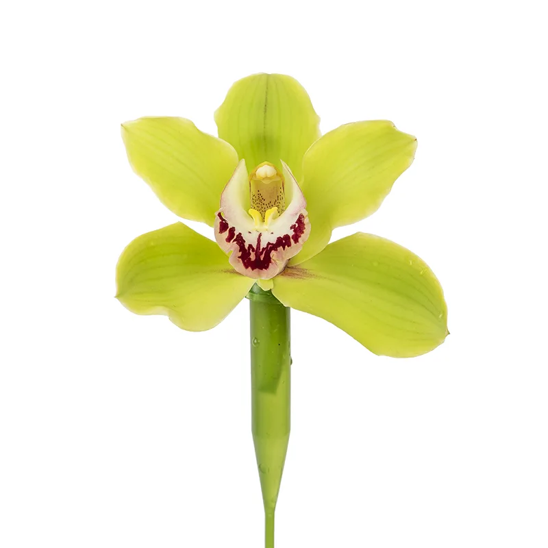 Орхидея Цимбидиум зелёная (00031)