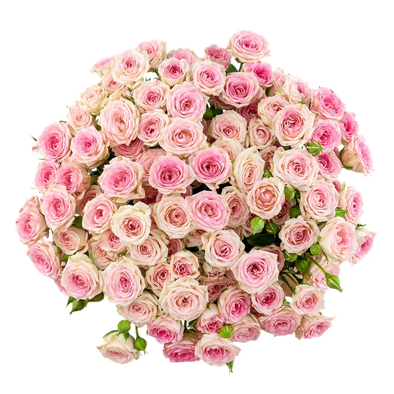 Букет из 19 розовых кустовых роз Креми Твистер (01648)