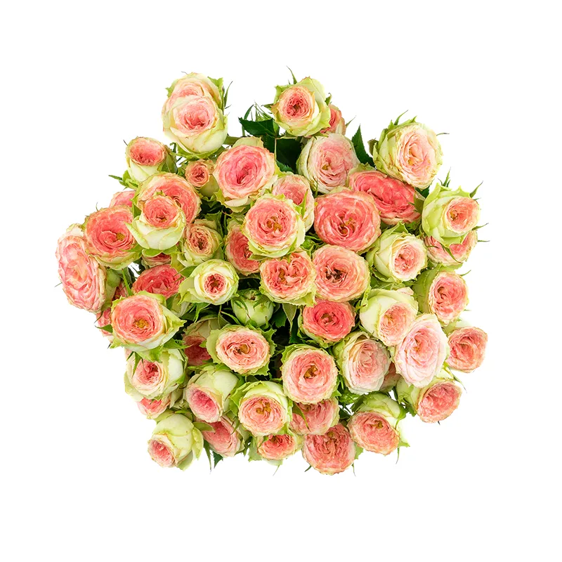 Букет из 9 розово-салатовых кустовых роз Папарацци! (01713)