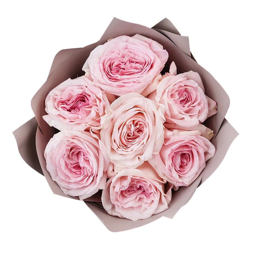 Букет из 7 ароматных розовых садовых роз Пинк О’Хара в упаковке (02798)