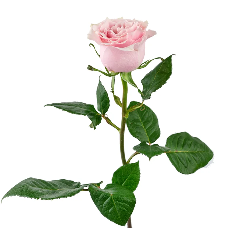 Роза розово-кремовая Пинк Мондиаль 70 см (00233)