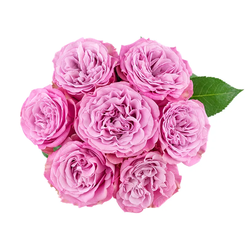 Букет из 7 сиреневых пионовидных роз Квинс Краун (01341)