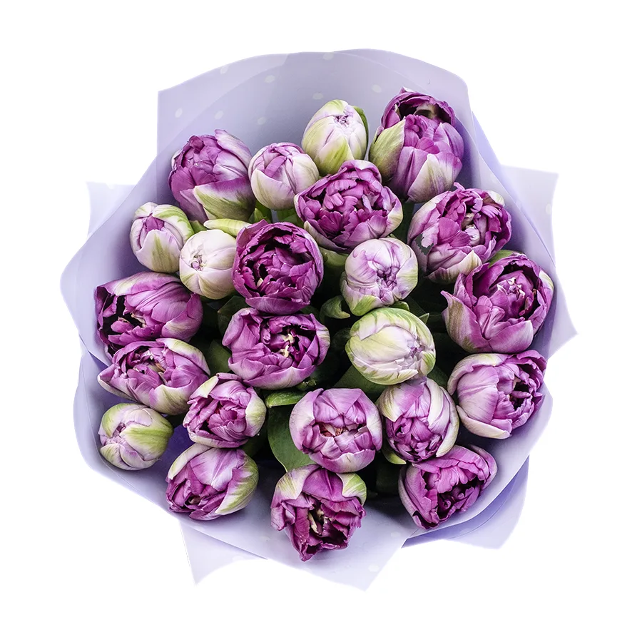 Букет из 23 фиолетовых махровых тюльпанов Сайгон (02391)