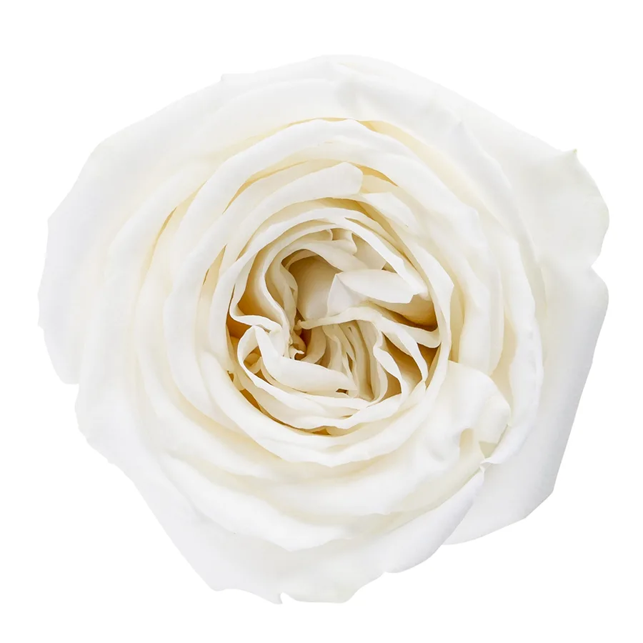 Роза садовая ярко-белая Плайя Бланка 60 см