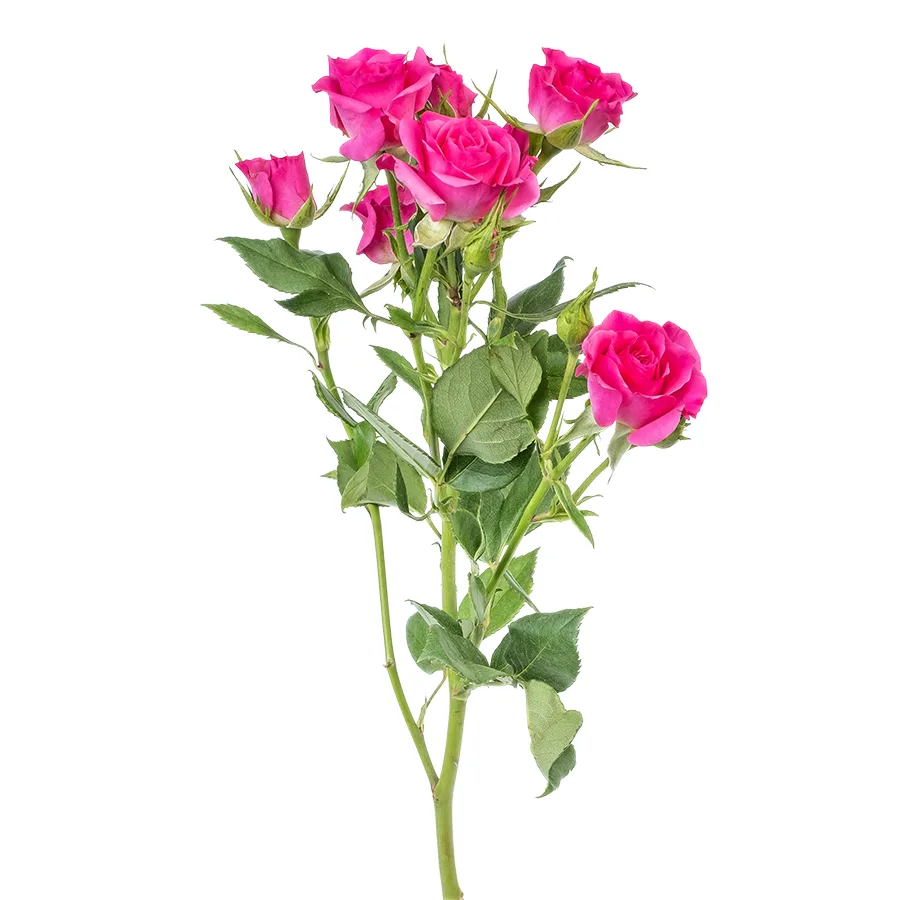 Роза кустовая малиновая Лиана 60 см (00022)