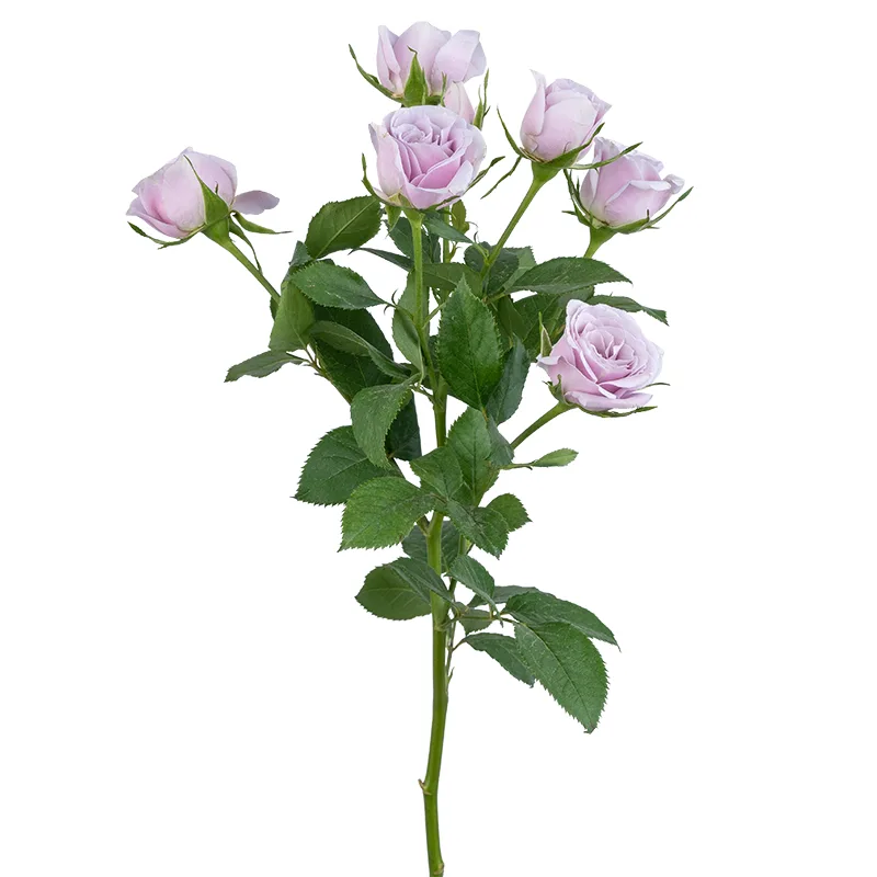 Роза кустовая нежно-сиреневая Сильвер Шадоу 60 см (00348)