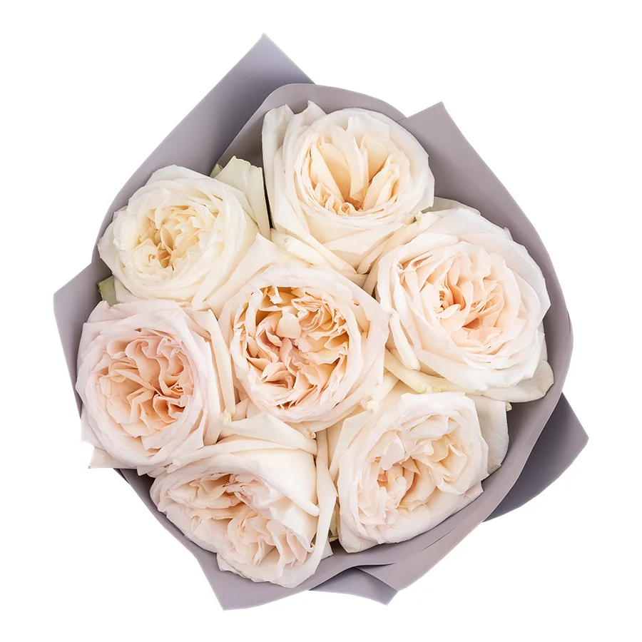 Букет из 7 ароматных белых садовых роз Вайт О’Хара в упаковке (01286)