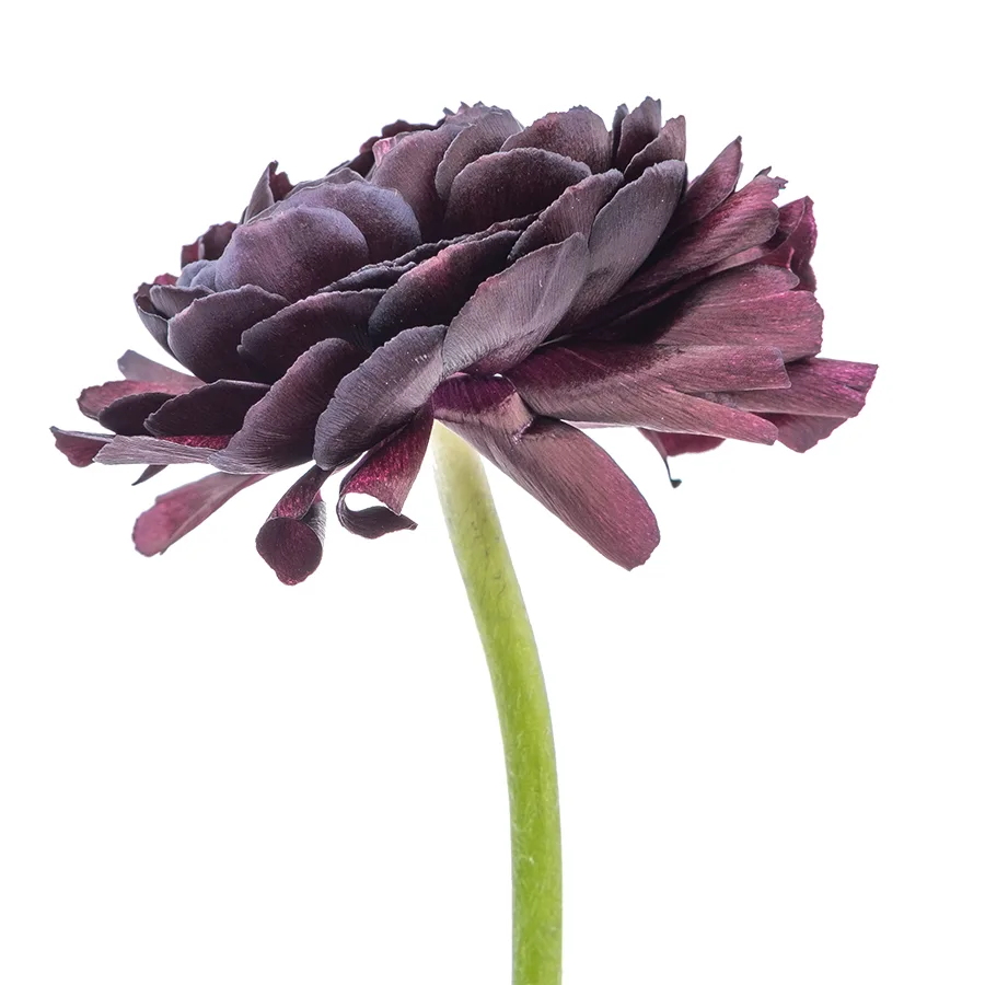 Ранункулюс тёмно-фиолетовый Клуни Нерон (00137)